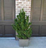 Cast Iron Pineapple Motif Planter with Established Euonymus Plant