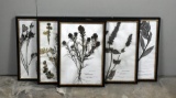 Set of Six Original Emery Whilton Herbarium Framed Lithographs