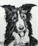 Brian Basilik, (No.Car., XX-XXI) Caricature of Border Collie, 2007, Drawing