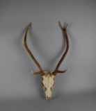 Six Point Deer Skull with Some Teeth