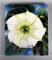 First Paperback Edition of Georgia O'Keeffe's “One Hundred Flowers”, 1989