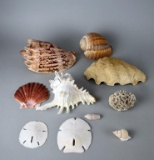 Collection of Ten Sea Shells, Coral, & Sand Dollars