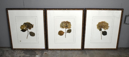 Three Pressed & Framed Hydrangea Heads