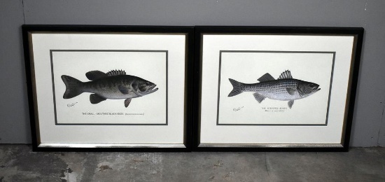 Two Sherman F Denton (Ameri. 1856-1937) Fish Chromolithographs: “The Small-Mouthed Black Bass”