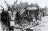 Jesse Ray (American, XX) Signed Ltd. Edition Print (4229/5000) Mule Team
