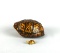 Vintage Southern Box Turtle Shell & Tiny Ceramic Turtle