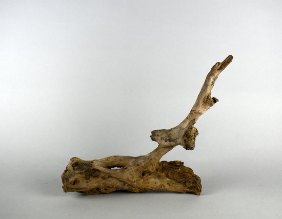 Driftwood Branch