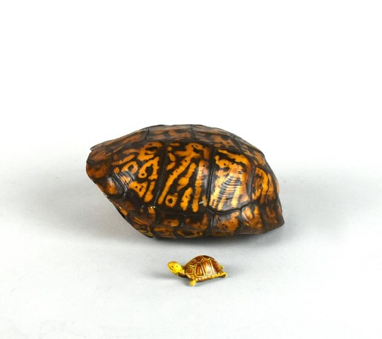 Vintage Southern Box Turtle Shell & Tiny Ceramic Turtle