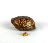 Vintage Southern Box Turtle Shell & Tiny Ceramic Turtle