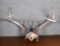 Deer Antler Seven Points for Wall Mounting