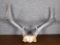 Deer Antler Eight Points for Wall Mounting