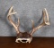 Deer Antler Nine Points for Wall Mounting