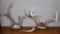 Lot of Deer Antlers Wall Mounts & Ram's Horn