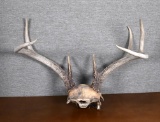 Deer Antler Seven Points for Wall Mounting