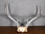 Deer Antler Eight Points for Wall Mounting