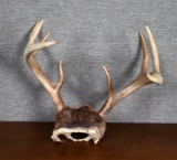 Deer Antler Nine Points for Wall Mounting