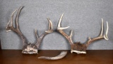 Lot of Deer Antlers Wall Mounts & Ram's Horn