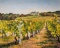 Framed Print of “Vineyards at Biltmore Estate” by E. Rawls 1984