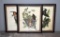 Three Color Prints of J.J. Audubon Birds: Barn Swallow, Whip-Poor-Will, & Broad-Winged Hawk