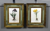 Pair of Purple Iris & Yellow Crocus Botanical Prints