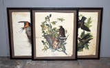 Three Color Prints of J.J. Audubon Birds: Barn Swallow, Whip-Poor-Will, & Broad-Winged Hawk