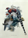 Framed Color Print of John Gould (British, 1804-1881) “Calophasis Ellioti” Elliot's Pheasant