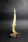 David R. Present Fossilized Tusk Sculpture “The Bird” on Wooden Base 1989, Seattle