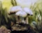 Ben (XX) Mushrooms 1984, Watercolor, Signed