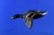 Dale C. Sparta (American,  XX-XXI) “Downwind Drake” Photograph, Signed
