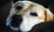 “Bossy” Professional Photograph of Labrador Retriever Head, Signed