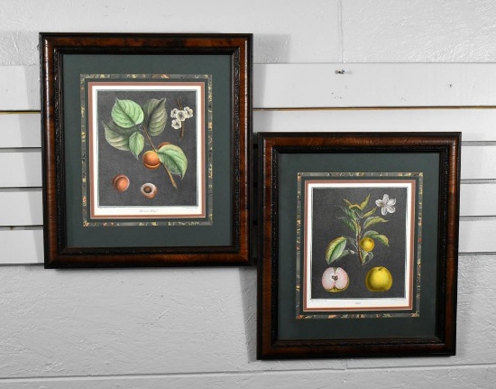 Elisabeth Haussard (French, 1700-1804) Botanical Hand Tinted Prints: “Abricot Hatif” & “Anis”