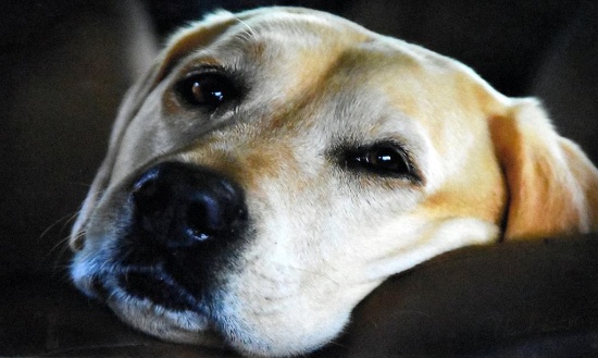 “Bossy” Professional Photograph of Labrador Retriever Head, Signed