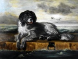 Unsigned (XX) Newfoundland Dog on Dock, Oil on Canvas in Burl Walnut Frame