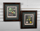 Elisabeth Haussard (French, 1700-1804) Botanical Hand Tinted Prints: “Abricot Hatif” & “Anis”