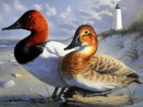 Joe Hautman (American, 1965-   ) Canvas Back Pair & Canvas Back Male Print