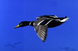 Dale C. Sparta (American,  XX-XXI) “Downwind Drake” Photograph, Signed