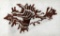 S. Reid (XX) “Laced Murex” Watercolor, Signed Center Right