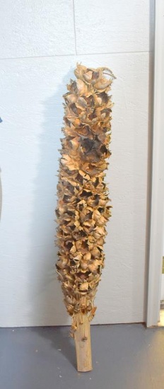 Dried Common Mullein Stalk Decor