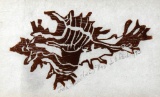 S. Reid (XX) “Laced Murex” Watercolor, Signed Center Right