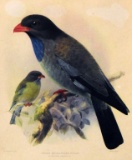 Reproduction Print of J. G. Keulemans  Indian Broad-Billed Roller