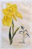 1821 Handcolored Copperplate Engraving by George Cooke of Canna Flaccida, No. 562
