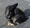 Cast Iron Bunny Rabbit Yard Decor