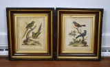 A Pair of George Edwards 18th C. Hand Colored Etchings of Birds, Nos. 130 & 292