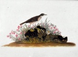 Litho Print of Antique Bird Etching In Antique Gilt Lined Walnut Frame