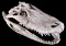 Vicious White Alligator Skull