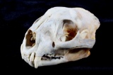 Montana Mountain Lion Skull