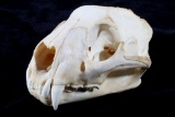 Large Montana Mountain Lion Skull