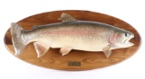 Large Montana Rainbow Trout Trophy Real Skin Mount