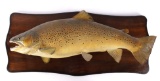Trophy Sized German Brown Trout Real Skin Mount