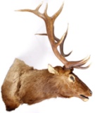 Montana Bull Elk Shoulder Trophy Mount
